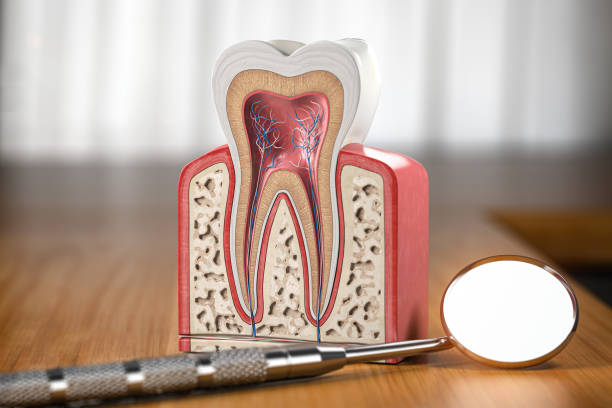 Tooth model cross section with dental mirror tool on wooden table. Close up. Dental treatment and hygiene concept. Tooth model cross section with dental mirror tool on wooden table. Close up. Dental treatment and hygiene concept. 3d illustration canal stock pictures, royalty-free photos & images