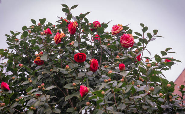 istock Pink-red spring camellia flowers in Rome, Italy 1304683622