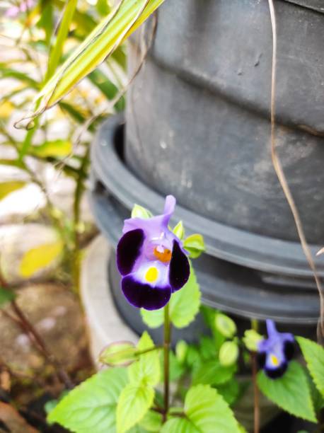 istock Purple Flower 1304684139