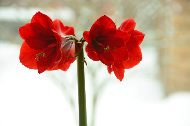 amaryllis testa di fower rossa. - amaryllis foto e immagini stock