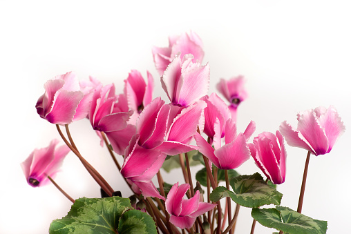A pink cyclamen flowers on white background isolated closeup