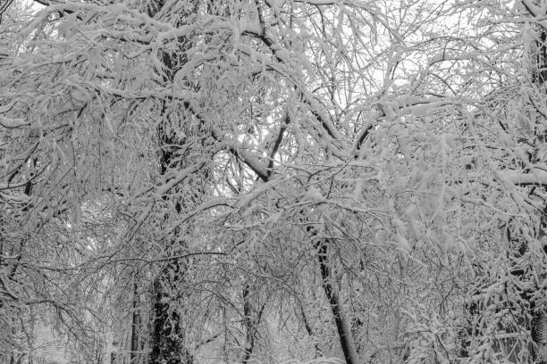 Free Stock Photo of Snow Covered Trees in Black and White | Download ...