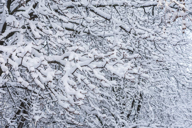 istock Many branches of trees covered with white snow 1304686042