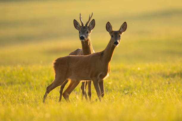 istock Two roe deer looking on sunny field in summer nature 1304686373