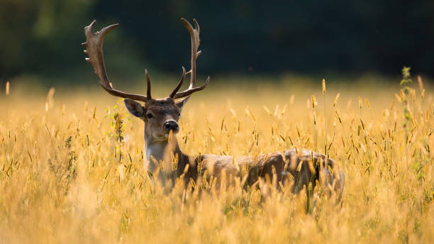 istock Fallow deer peeking out from long field in spring nature 1304686630