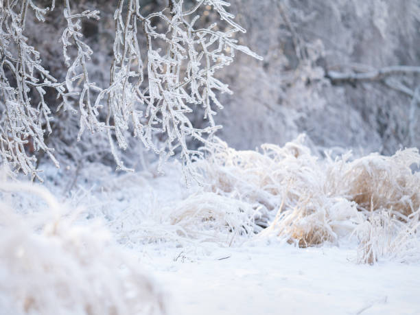 Beautiful winter landscape with snow covered trees