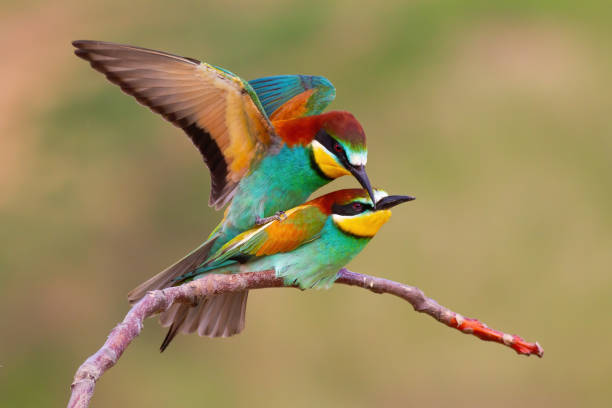 istock Two european bee-eaters copulating in mating season in spring nature. 1304687326