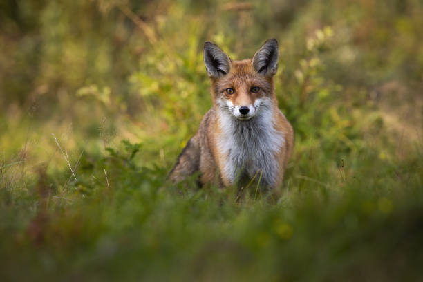 istock Tense red fox staring into camera on green glade with copy space. 1304687370