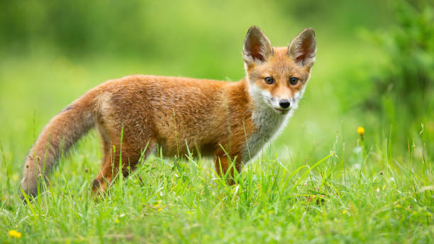 istock Red fox cub looking to the camera on sunny meadow in summer 1304687460