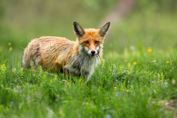 istock Red fox looking on sunny meadow with green grass in summertime nature. 1304687475