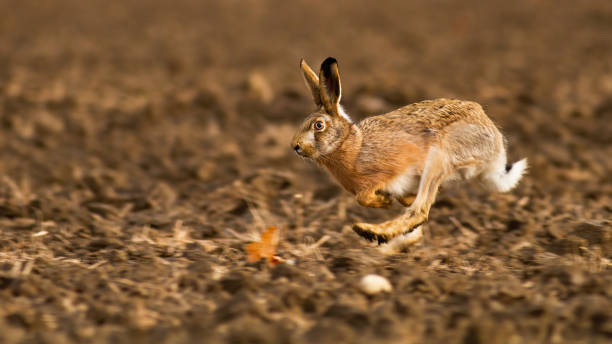istock Brown hare sprinting on field in autumn sunlight. 1304687519