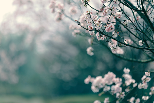 Thai sakura with sweet background in winter at Doi Ang khang, Chaing mai Province, Thailand.Thai sakura with sweet background in winter at Doi Ang khang, Chaing mai Province, Thailand.