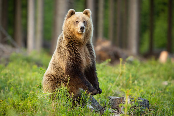 istock Brown bear standing upright in forest in summer sun 1304687560