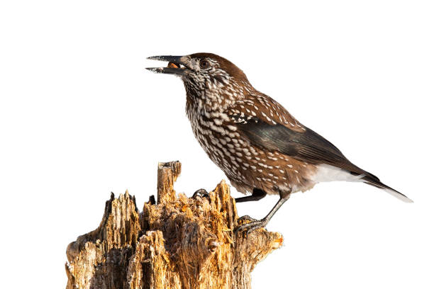 istock Wild spotted nutcracker sitting on stump illuminated by sun cut out on blank. 1304687573