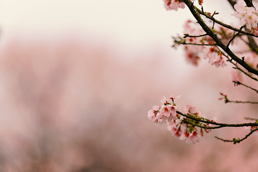 Cherry Blossom with Copy space