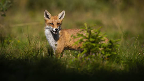 istock Red fox hiding behind small green tree on a glade in summer. 1304687615