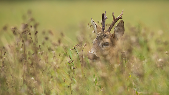 Roe deer buck hiding in a tall green grass on a meadow. Animal wildlife peeking from vegetation with copy space. Head of male mammal with antlers in nature.