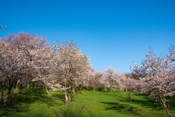 istock Park with cherry blossoms in full bloom in a sunny spring day 1304688883