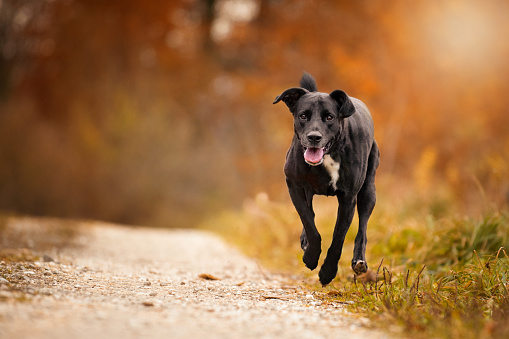 Dog, Labrador mix running, jumping on a forest path in autumn atmospheric autumn light