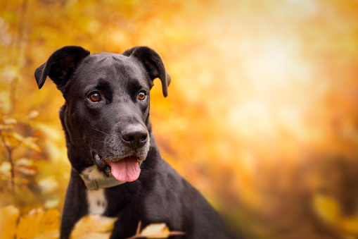 Dog, Labrador mix black portrait in autumn forest with orange yellow leaves