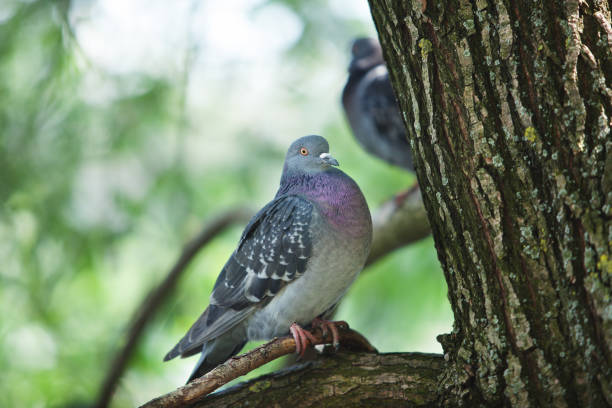 istock gray pigeon sitting on a tree branch 1304689734