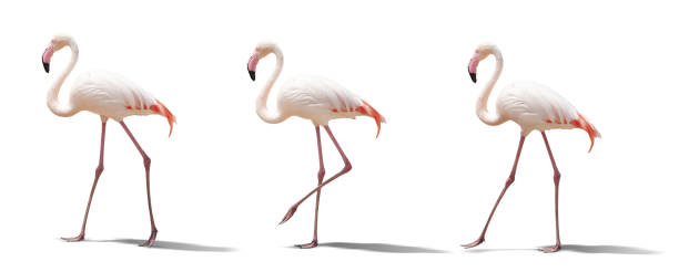 istock beautiful pink flamingo posing. isolated on white background 1304689902