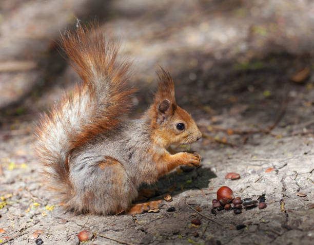 istock red squirrel in the wood. 1304689970