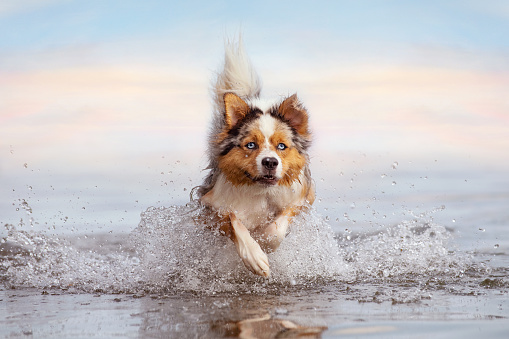 Dog, Australian Shepherd jumps in water while swimming in sea or lake on vacation
