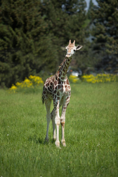 istock young giraffe walking on a sunny day over lush grass 1304690020