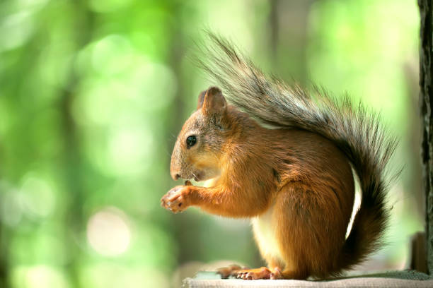 istock the red squirrel sits in the green wood. doff 1304690036