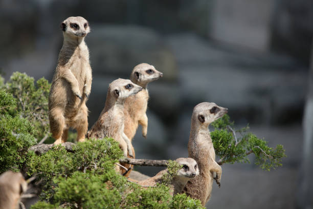 istock A small funny meerkat looks around. 1304690608