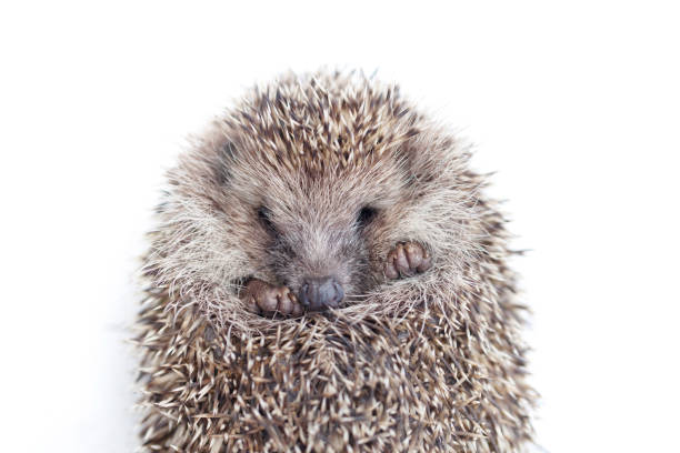 istock the wild young hedgehog curled into a ball. view from above 1304690627