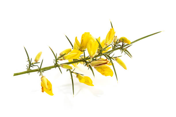 Gorse in flower isolated on white background Fresh Yellow Gorse in flower isolated on white background. Ulex europaeus furze or gorse ulex europaeus stock pictures, royalty-free photos & images