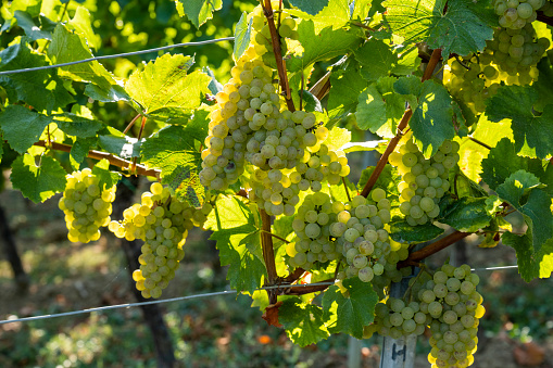 Grapes on the grapevine.