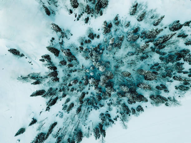 istock Winter forest drone point of view 1304692249