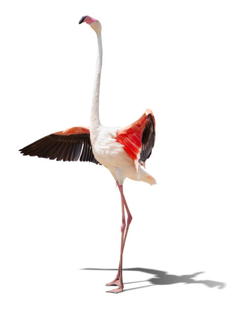 istock beautiful pink flamingo posing. isolated on white background 1304692301