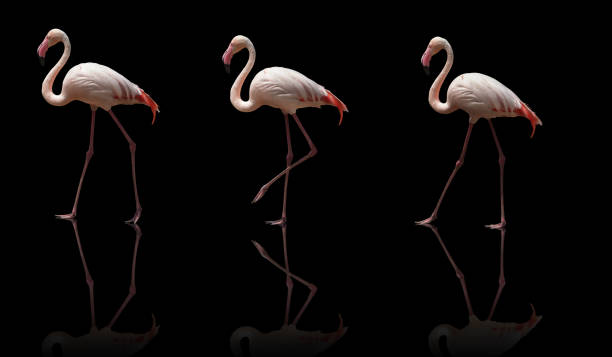 istock beautiful pink flamingo posing. isolated on black background 1304692328