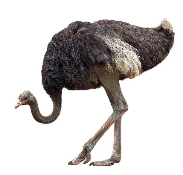 istock the big black ostrich is isolated on a white background 1304692342
