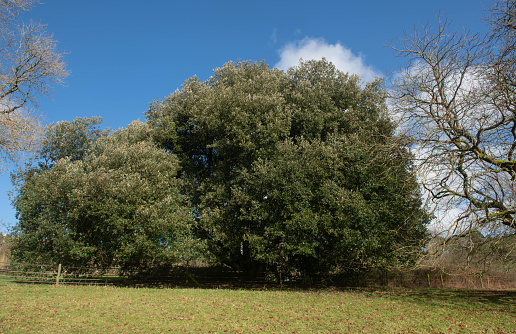 Quercus ilex is an Evergreen Oak Tree Known as the Holly or Holm Oak and Native to Mediterranean Region