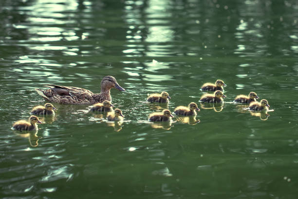 istock mother-duck and ducklings float in the lake 1304692437
