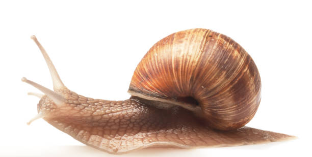 istock One big snail isolated on white 1304692488