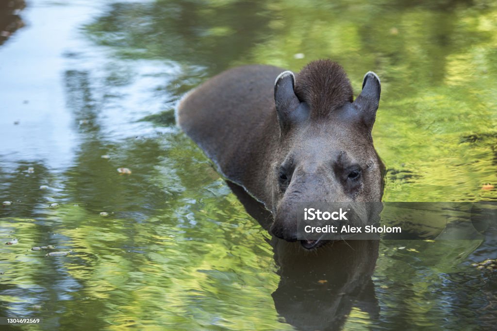 The Tapir Floats In The Water Cute And Funny Wild Animal Stock Photo -  Download Image Now - iStock