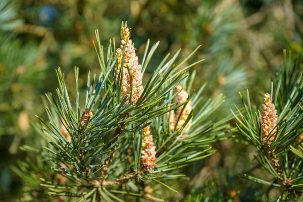 istock Close up of a Scots Pine flower with branches 1304692824