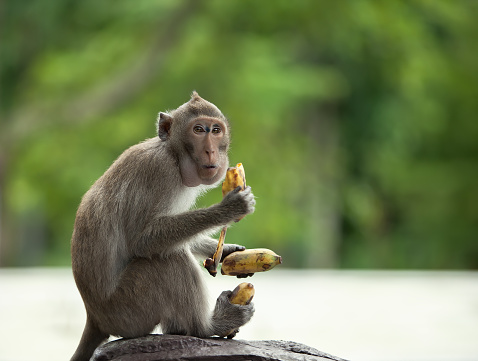 the monkey holds three bananas in paws. the scared looks around