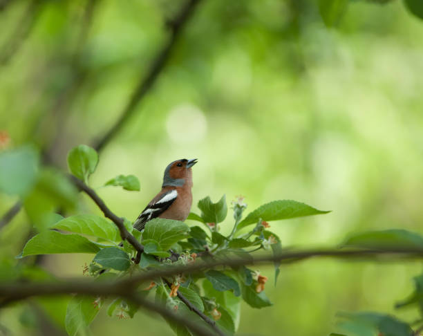 istock Small birdie on a branch surrounded with foliage 1304692912