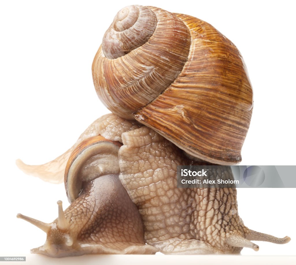 Big Normal Snails Two Big Snails Posing Isolated On White Stock Photo - Download Image ...