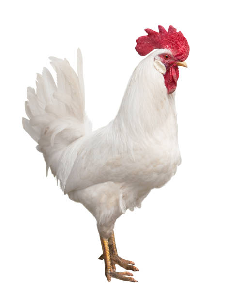 istock One white rooster isolated on a background 1304692992