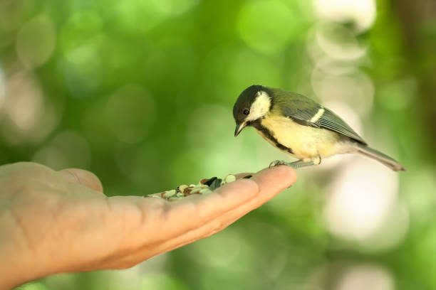 istock titmouse sits on a hand. green background in the forest 1304692993