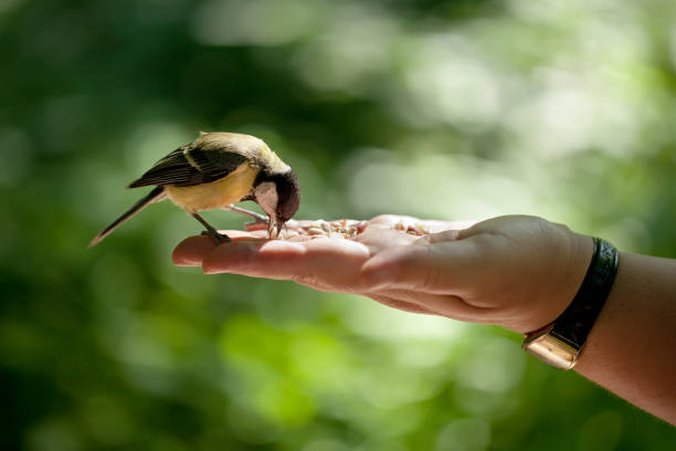 istock titmouse sits on a hand. green background in the forest 1304693010