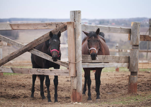 istock two brown horse stands in the corral. 1304693065